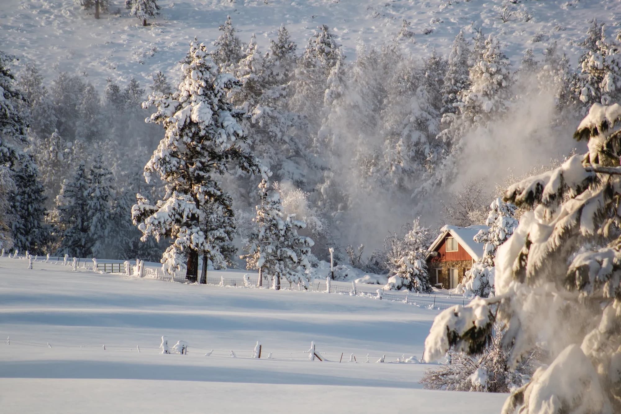 Pinos nevados y una cabaña en invierno